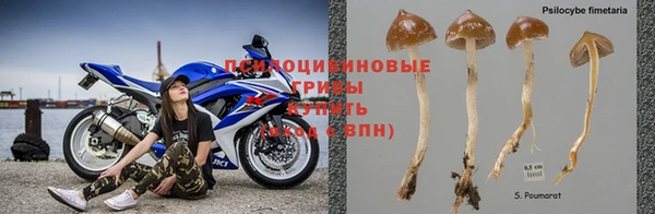 индика Богданович