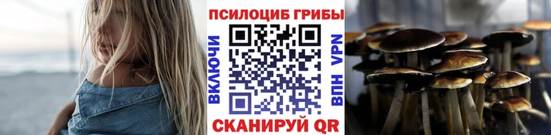shop Telegram  Мичуринск  Псилоцибиновые грибы Psilocybine cubensis 